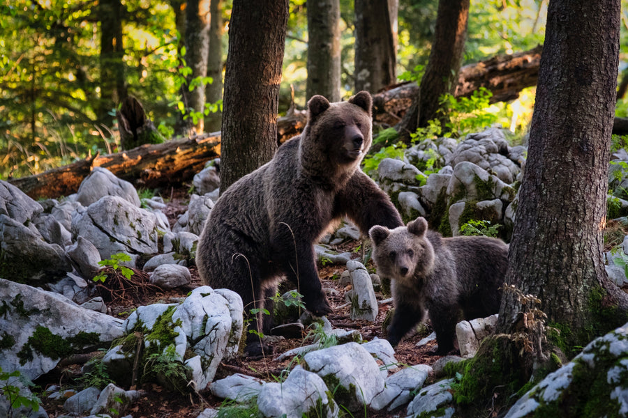 Sacred Bear Mother