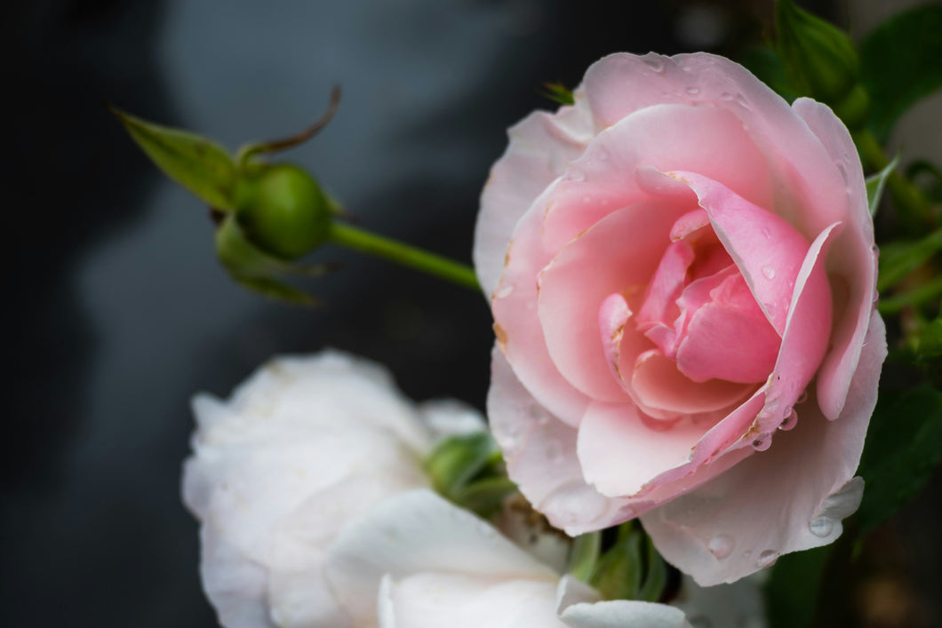 Rose Oil + Hydrosol Bundle