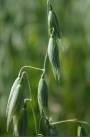 Dried Oatstraw - milled milky oat tops and stalk combined