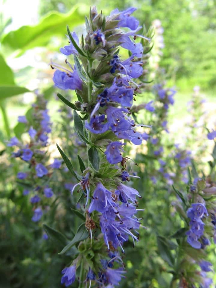 Dried Hyssop