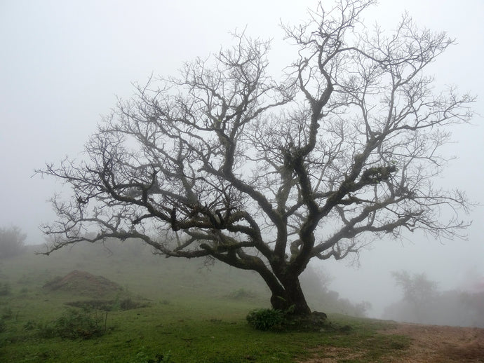 Sacred Trees