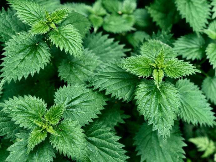 Dried Nettles