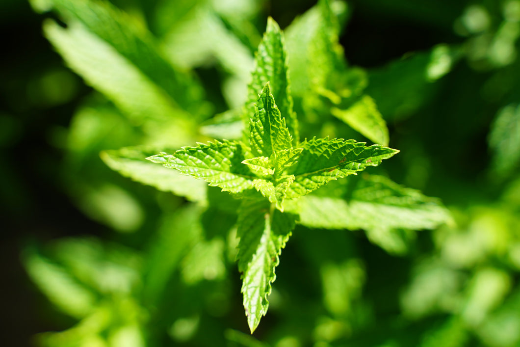 Dried Lemon Balm